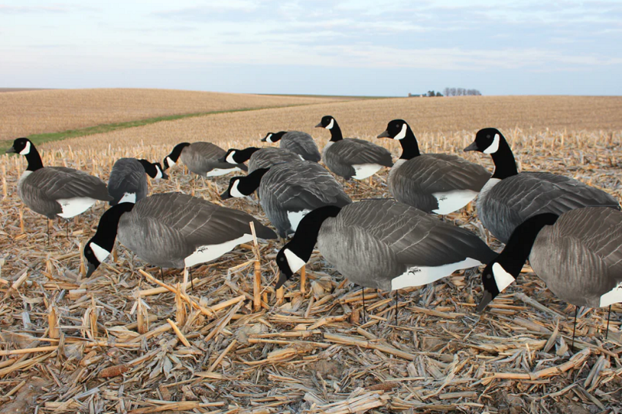 How To Set Up Goose Silhouette Decoys