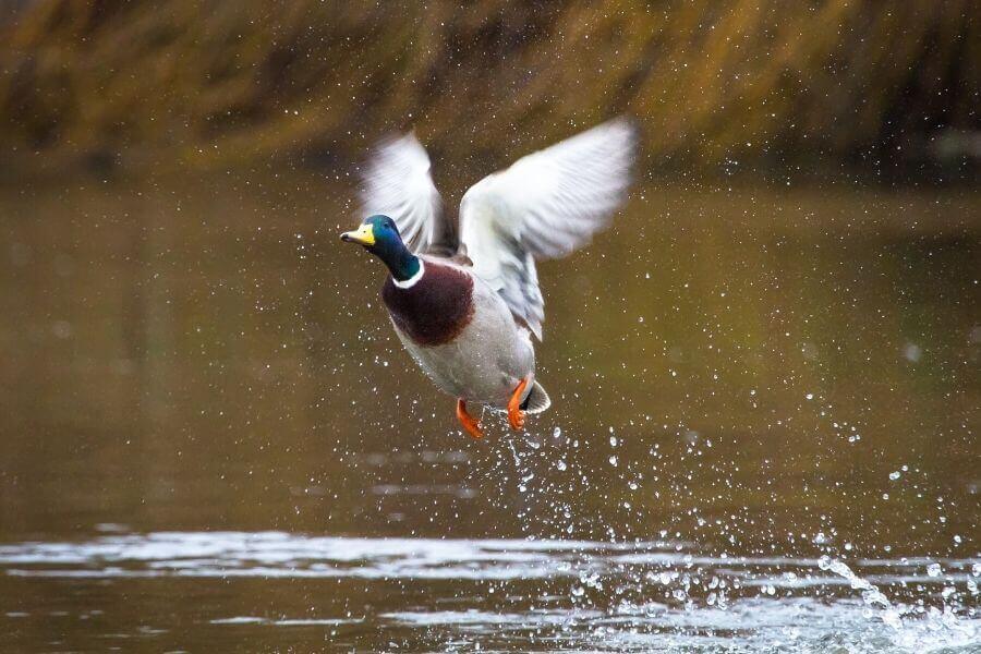 Duck Hunting In The Rain: Do Ducks Fly In The Rain?