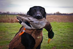 How To Duck Hunt Without A Dog: 3 Simple Methods | DecoyPro