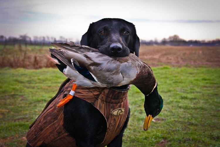 Black Lab Duck Hunting