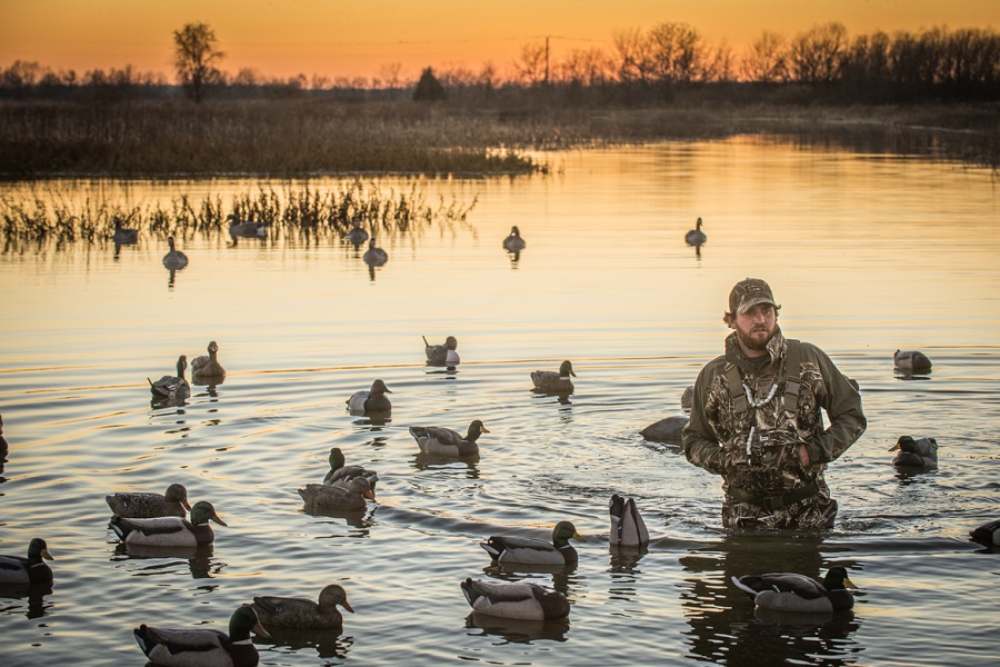 how to train a dog to fetch ducks