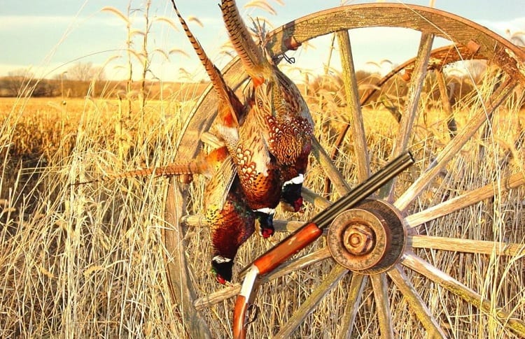 25 Tips For Pheasant Hunting Without A Dog | DecoyPro