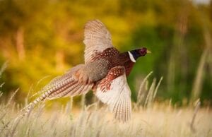 25 Tips For Pheasant Hunting Without A Dog | DecoyPro