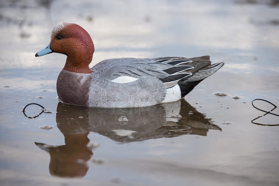 What Is A Widgeon Decoy And Should You Use One? DecoyPro