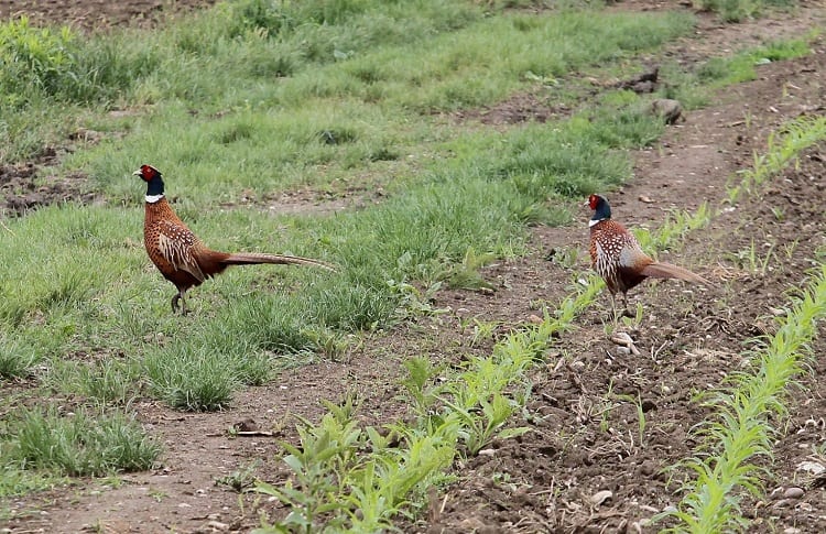 25 Tips For Pheasant Hunting Without A Dog | DecoyPro