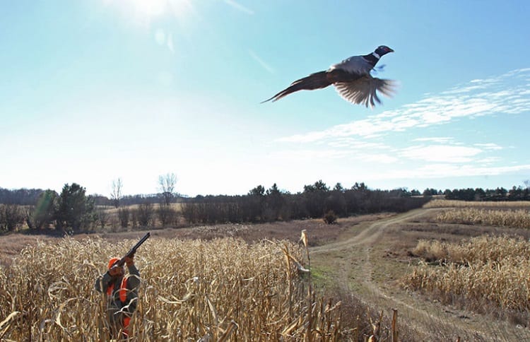 25 Tips For Pheasant Hunting Without A Dog | DecoyPro