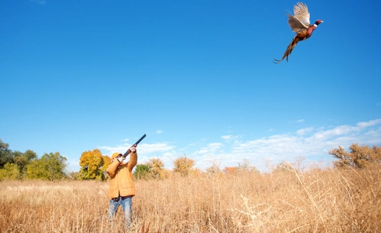 25 Tips For Pheasant Hunting Without A Dog | DecoyPro