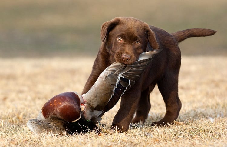 Where And How Can Train Your Dog For Duck Hunting DecoyPro