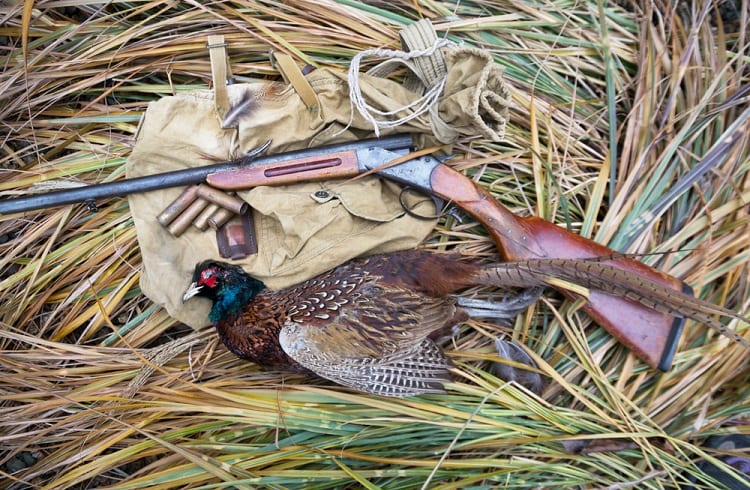 25 Tips For Pheasant Hunting Without A Dog | DecoyPro