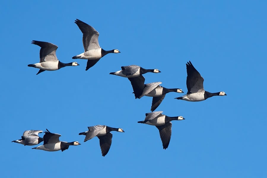 geese-migration-an-ultimate-guide-decoypro