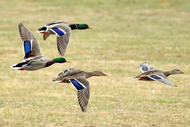 Duck Migration Explained DecoyPro