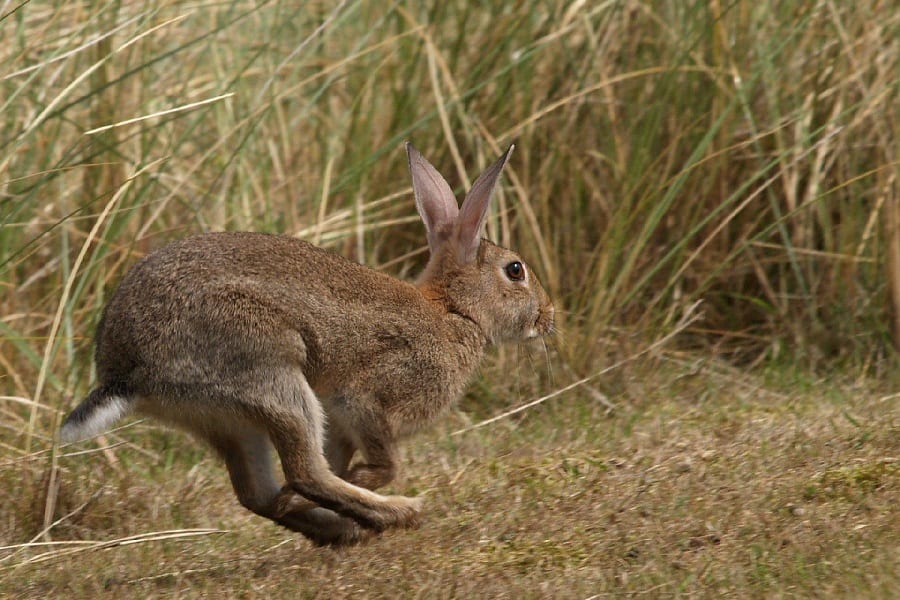 Tips For Rabbit Hunting | DecoyPro