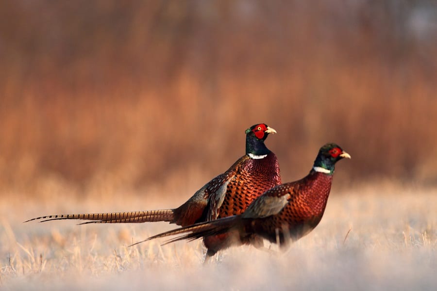 a good pheasant hunting dog