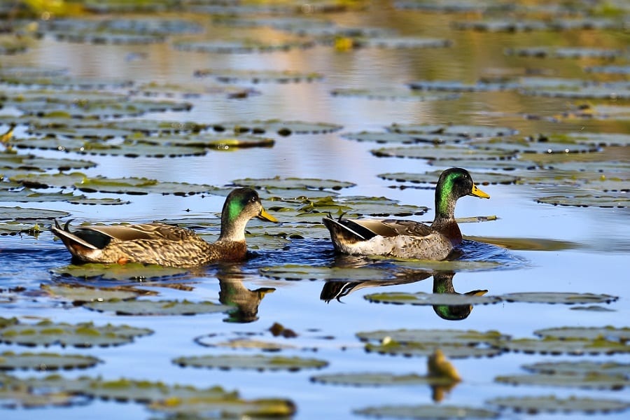 Duck Hunting Season in Florida: A Comprehensive Guide