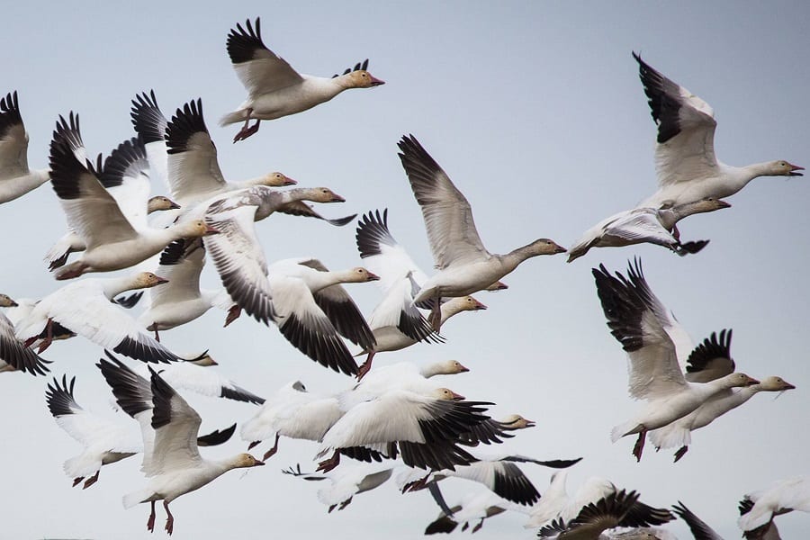 Flock Of Geese