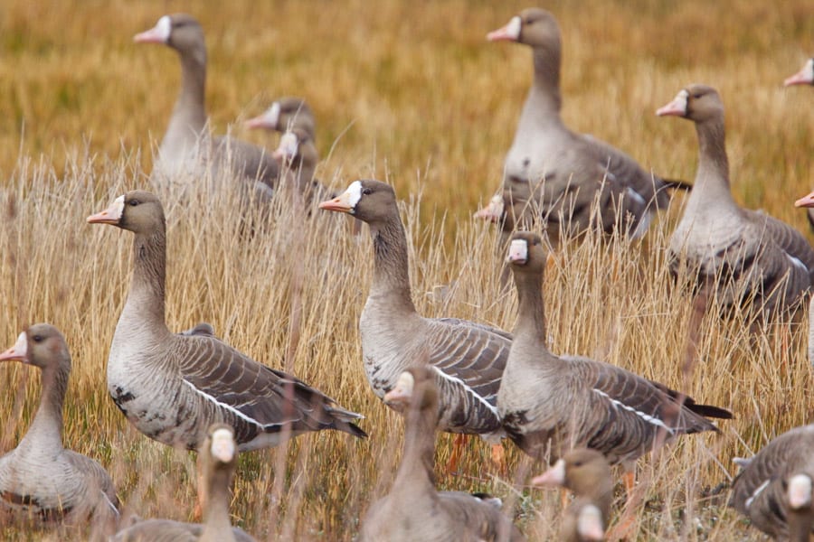 Are you looking for the best late season goose decoy spread? 