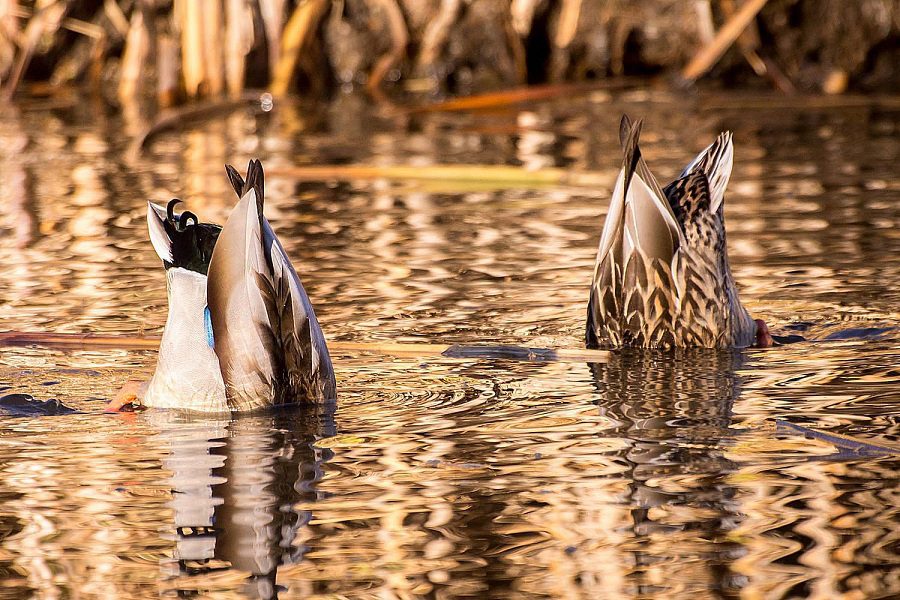 Ducks - Diving and Dabbling